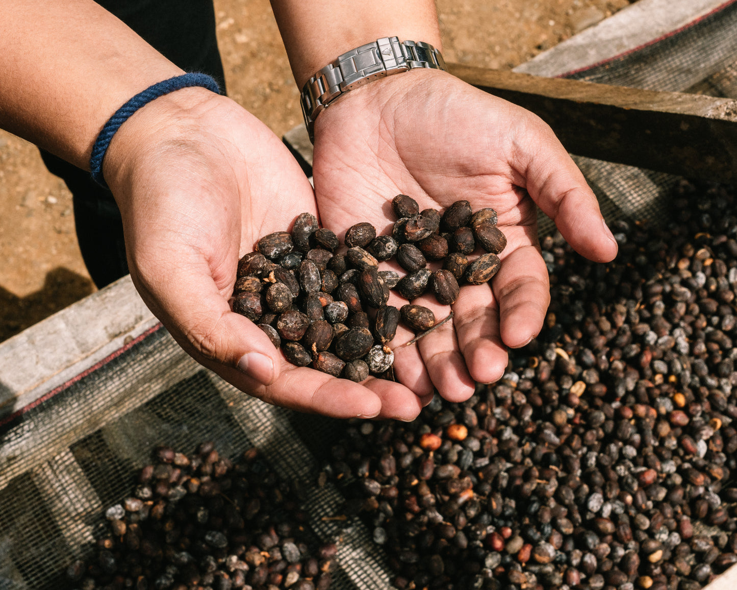 ACU Geisha Dark Room Drying