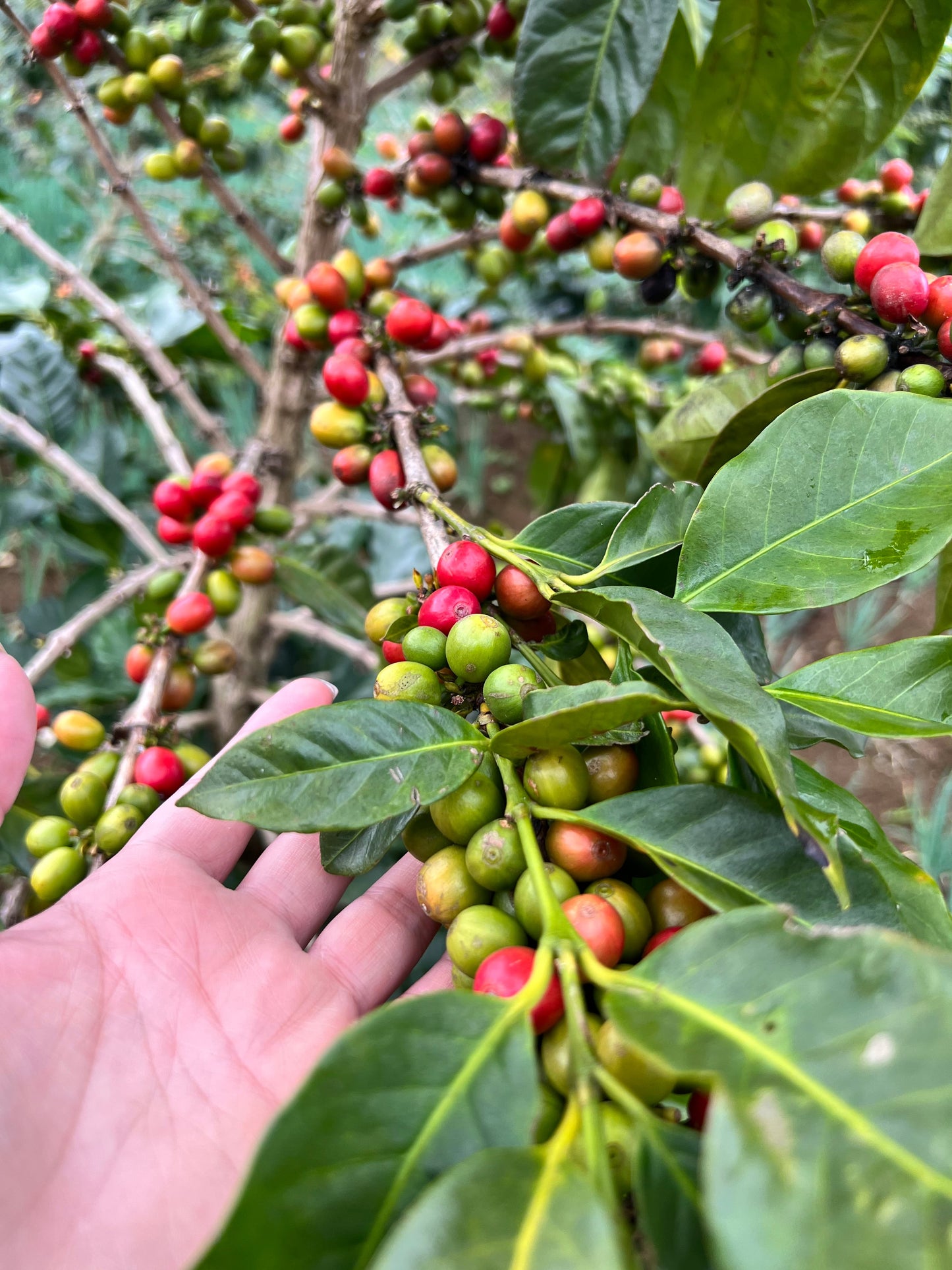 Cherry Cabanday