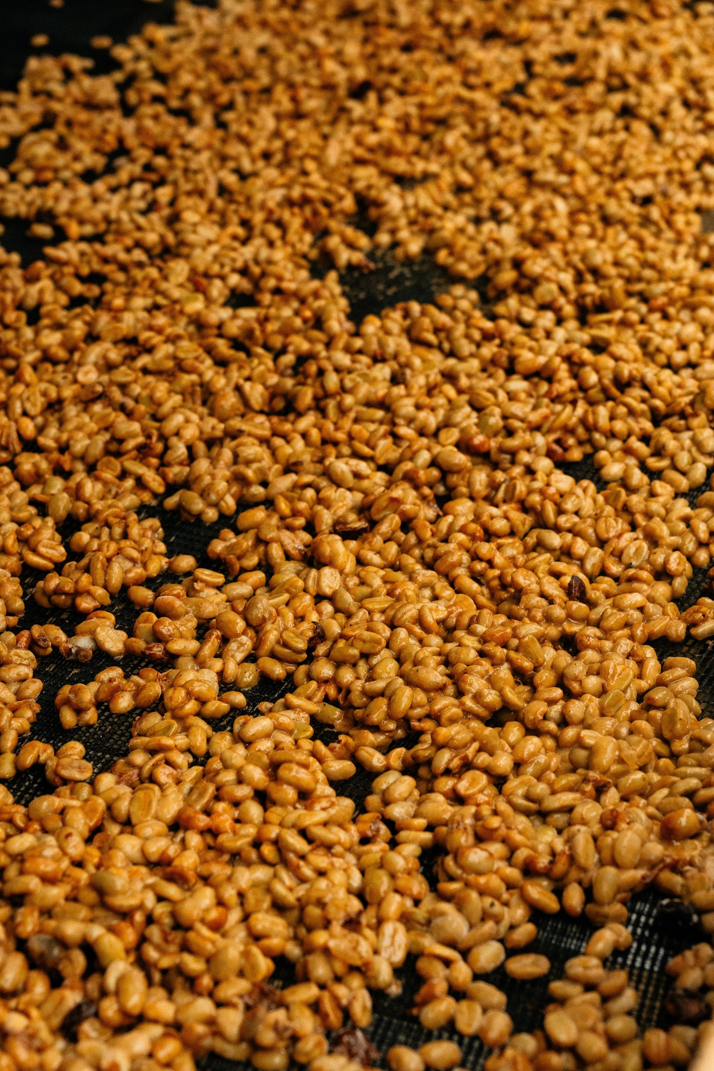 Acu CRD Honey