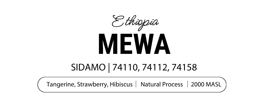 Mewa